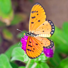 Acraea Butterfly on Globe Amaranth Flower