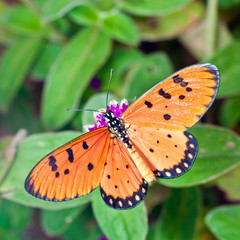 Acraea Butterfly on Globe Amaranth Flower