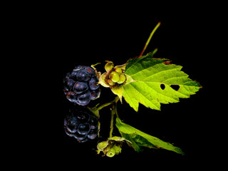Blackberry with green leaf
