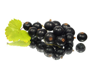 black currant with leaves