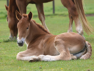 Fototapeta premium Suffolk Punch Foal