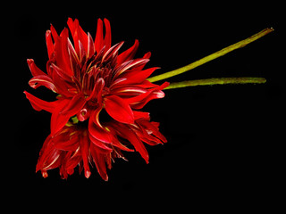 dark red dahlia flower