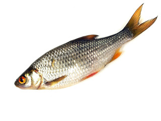 roach (Rutilus rutilus)