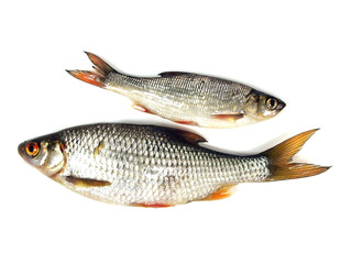 roach (Rutilus rutilus)