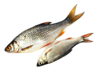 roach (Rutilus rutilus)