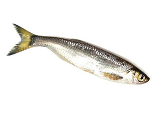 ablet (Alburnus alburnus)