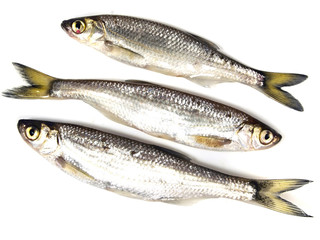 ablet (Alburnus alburnus)