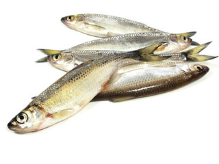 ablet (Alburnus alburnus)