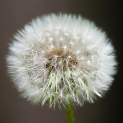 A simple dandelion image.