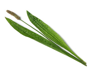 Ribwort plantain - (Plantago Lanceolata)