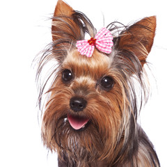 baby face yorkshire terrier puppy dog