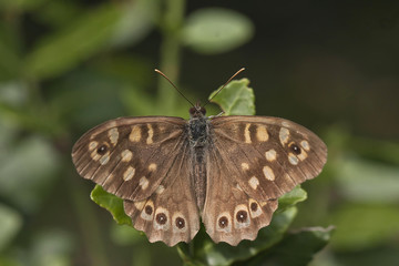 Farfalla