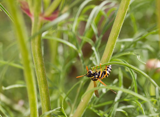 Guêpe sur une tige d'herbe