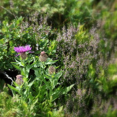 Fleurs des Alpes.