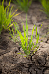 Green grass and dried soil