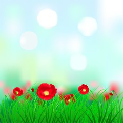 The red poppy flowers