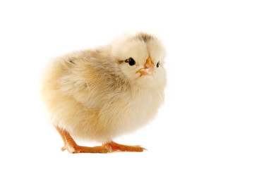young chick