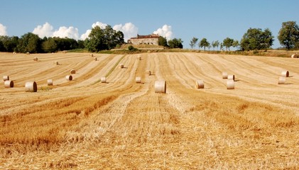 campagna toscana trebbiatura