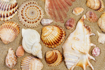 seashells