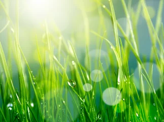 Papier Peint photo autocollant Herbe soft blur green grass background