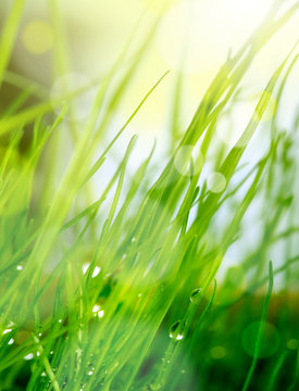 soft blur green grass background © Liliia