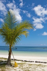 Naklejka na ściany i meble Palm tree with rake standing at a white sands beach, Seychelles