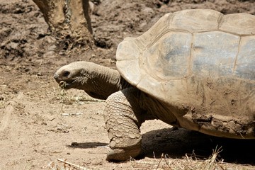 Closeup shot of a giant tortoise eating grass