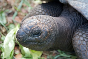 Closeup shot of an endemic and endangered giant tortoise
