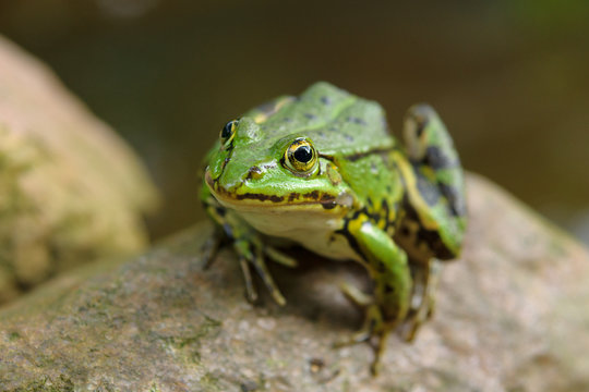 A beautiful frog