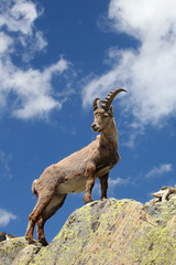 Capra ibex