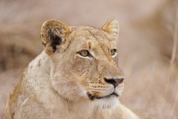 Obraz na płótnie Canvas Relaxed lwica, Republika Południowej Afryki