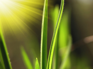 Green grass with raindrops background

