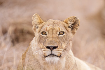 Fototapeta na wymiar Lwica w Park Narodowy Krugera