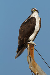 Osprey on blue sky