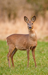 Female roe deer in meadow