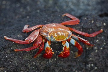 Sall lightfoot crab on the rocks