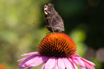 Schmetterling