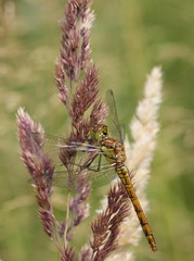 Große Heidelibelle (Sympetrum striolatum)