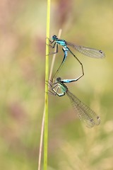 Paarungsrad der Großen Pechlibelle (Ischnura elegans)