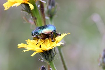 Rosenkäfer auf Blüte