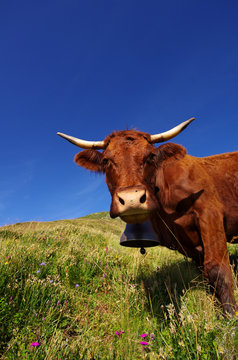 Vache de race salers