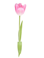 Pink tulip  flower