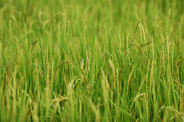 Fototapeta premium Rice paddy field, staple food plant detail