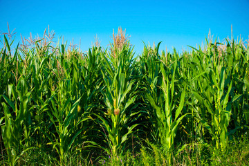 Obraz premium Corn Field Against Blue Sky
