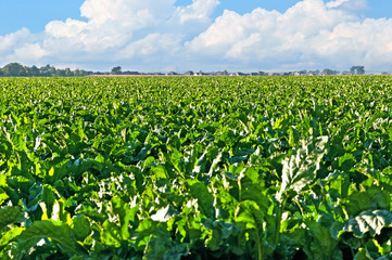 Large field of sugar beets in rural central Colorado.