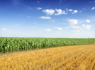 Corn Field