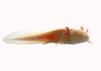 Obraz premium axolotl