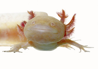axolotl