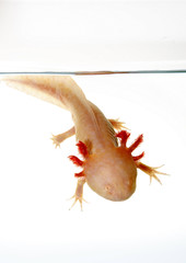 axolotl