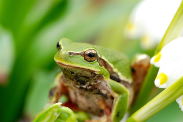 Green Tree Frog